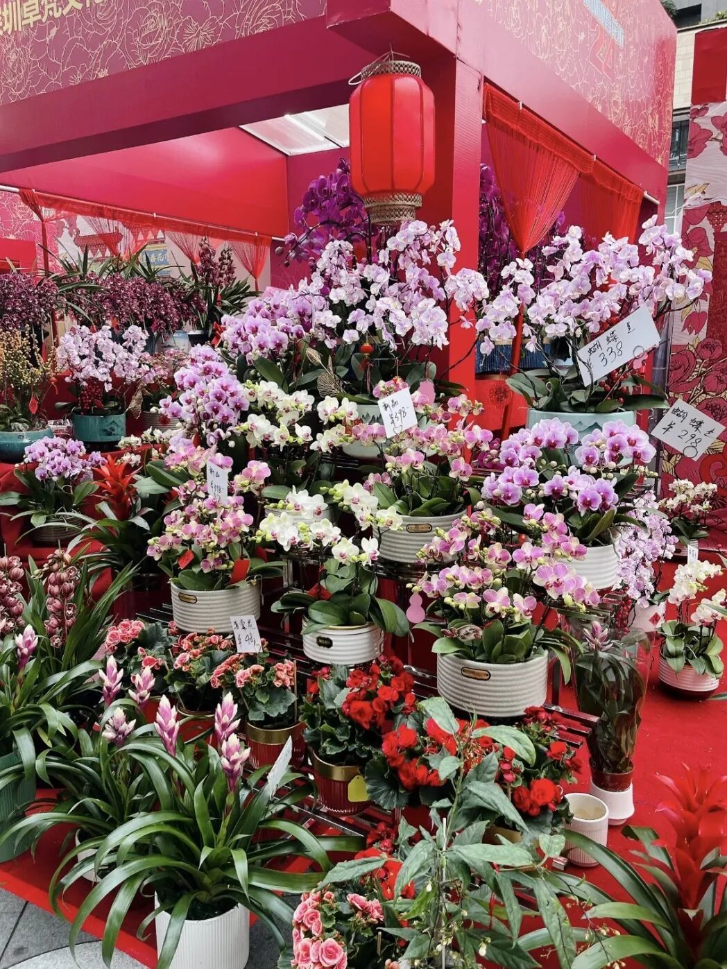 成都金溫江年宵花市2月8日開市，禮品花卉銷售熱力四射